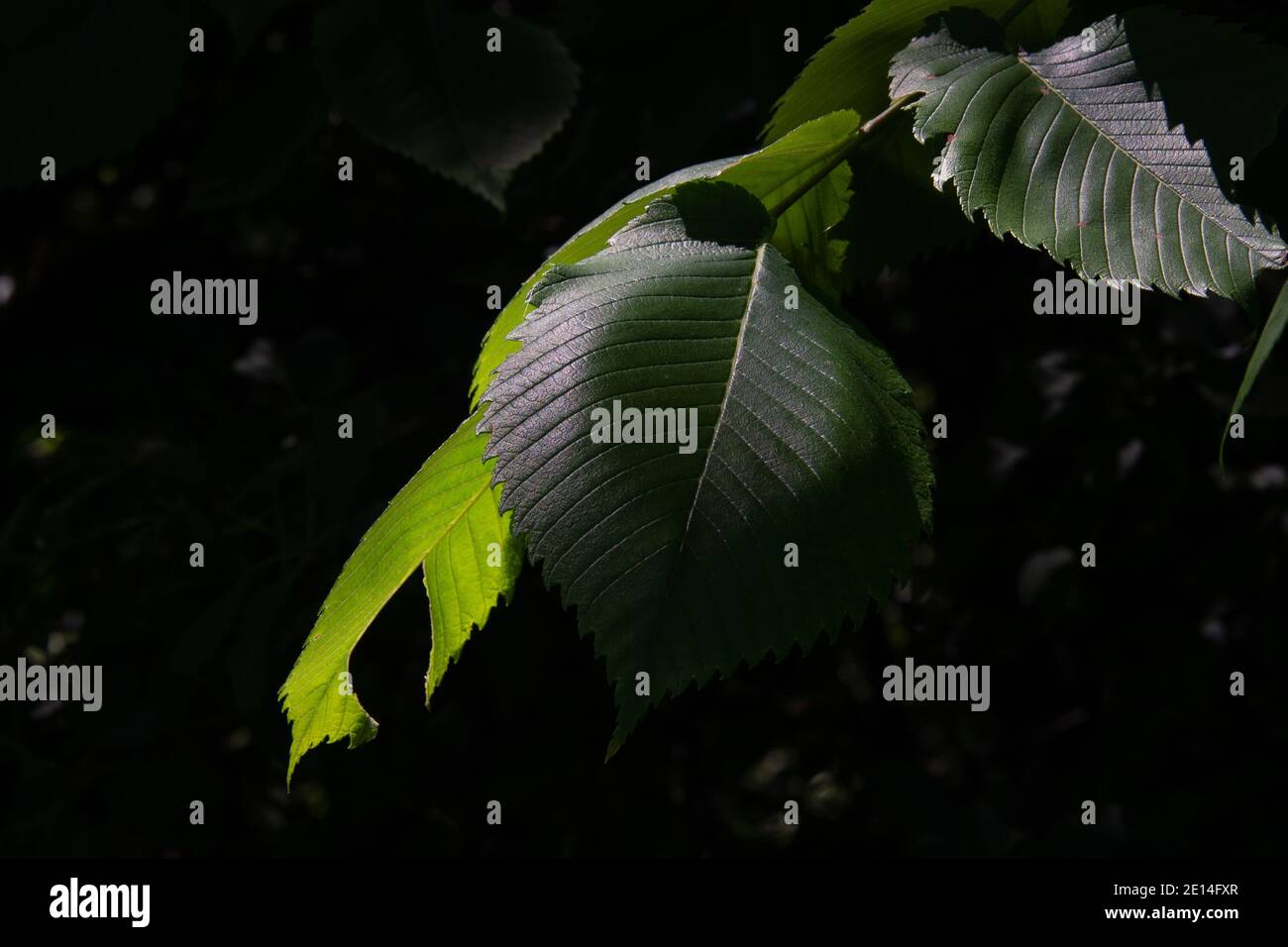 Elm leaves hi-res stock photography and images - Alamy