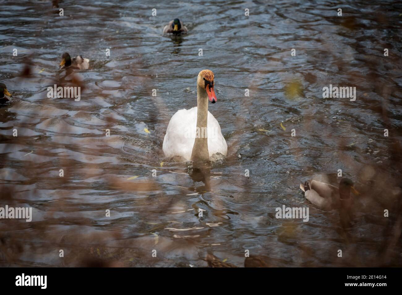 White adult mute swan swimming in pond on autumn day Stock Photo - Alamy