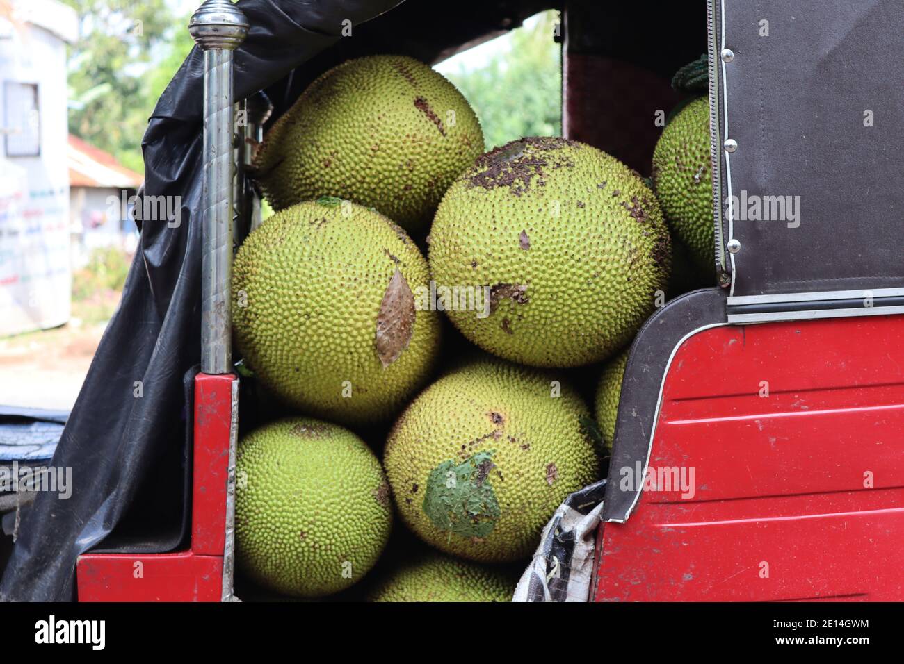 Delivering jack fruits to the market. Popular Jack fruit is strong food and we can use it as a main food for our life because it is similar to rice. Stock Photo