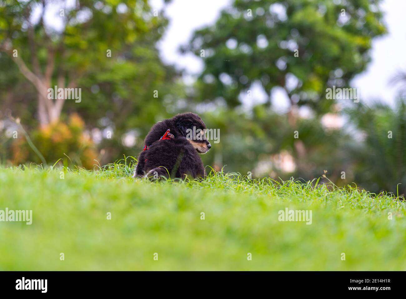 Rear view photo of little puppy sitting on grass lawn Stock Photo - Alamy