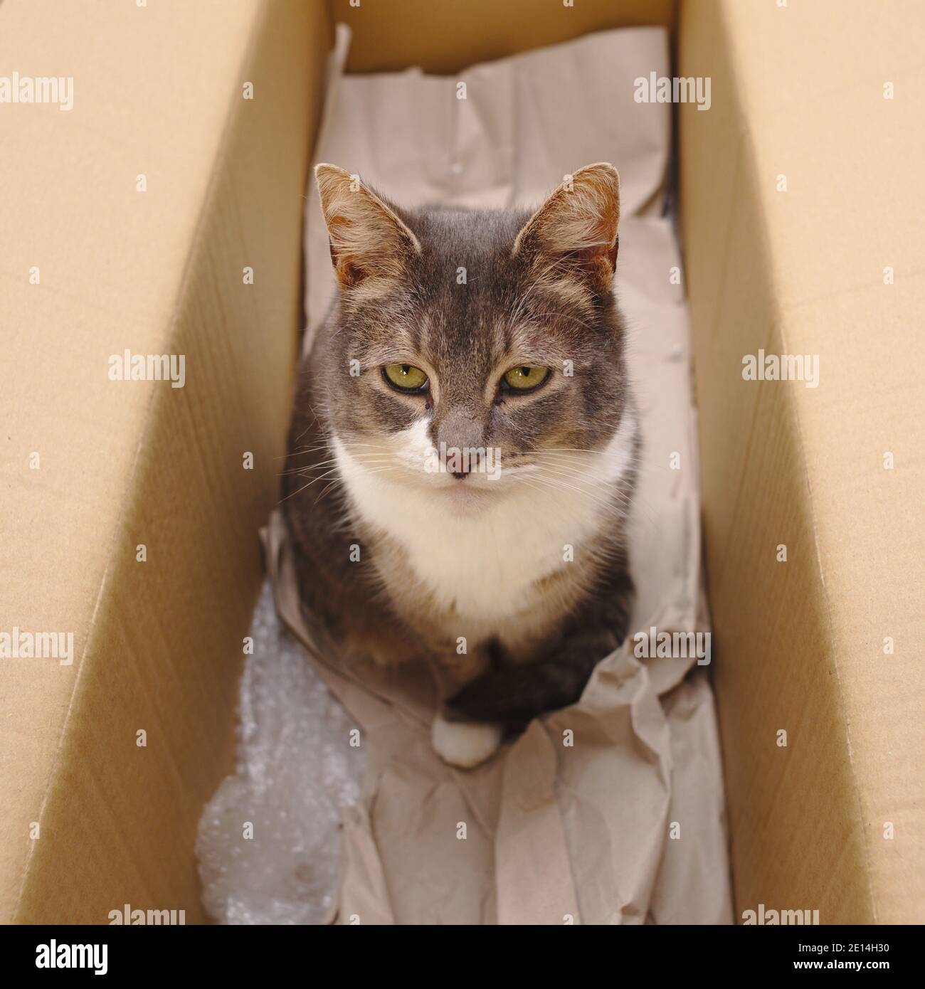 Cat in a cardboard box Stock Photo Alamy
