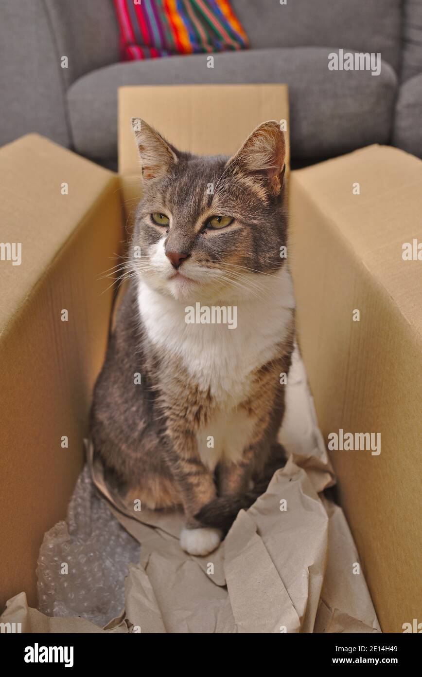 Cat in a cardboard box Stock Photo Alamy