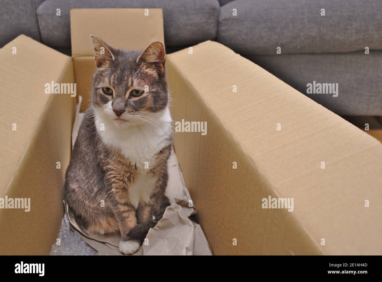 Cat in a cardboard box Stock Photo Alamy