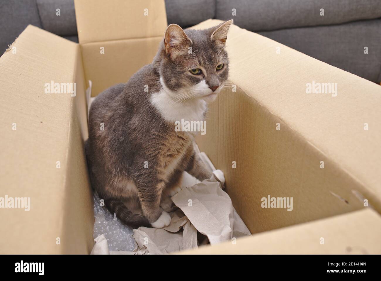 Cat in a cardboard box Stock Photo Alamy