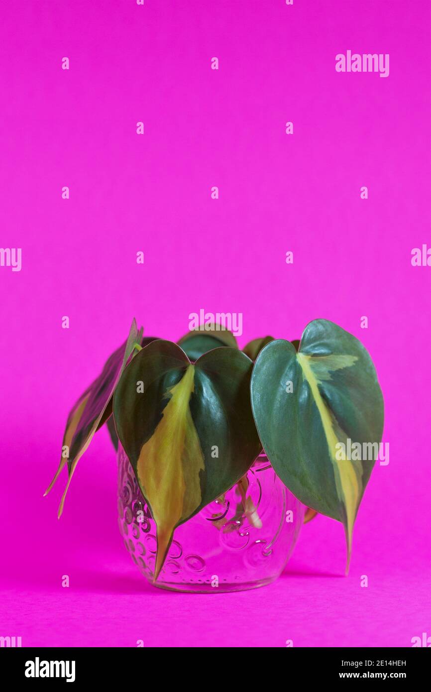 Heart-shaped leaves of a philodendron 'brasil' plant in a jar of water. Stock Photo
