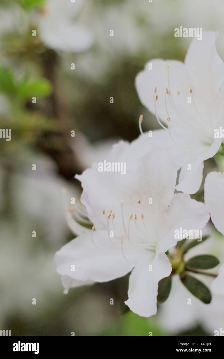 White flowers of a rhododendron, in muted tones Stock Photo - Alamy