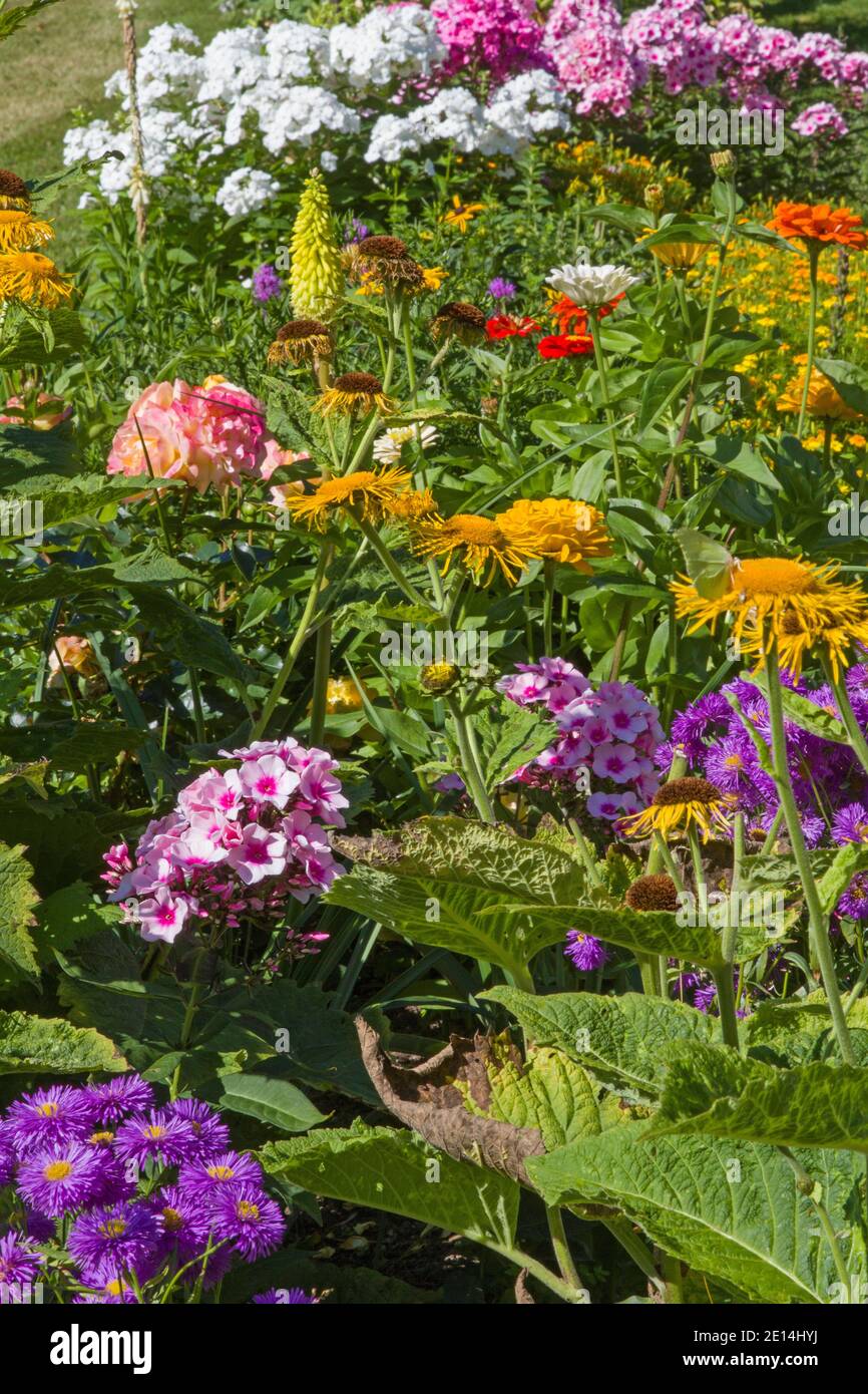 Marigolds in cottage garden in hires stock photography and images