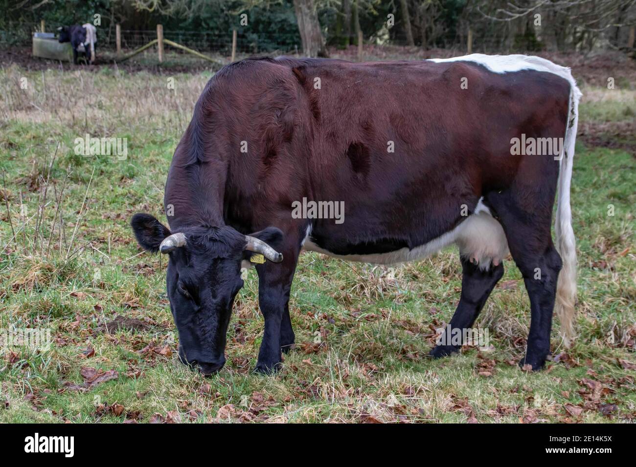 beautiful cow with horns munching on the grass Stock Photo