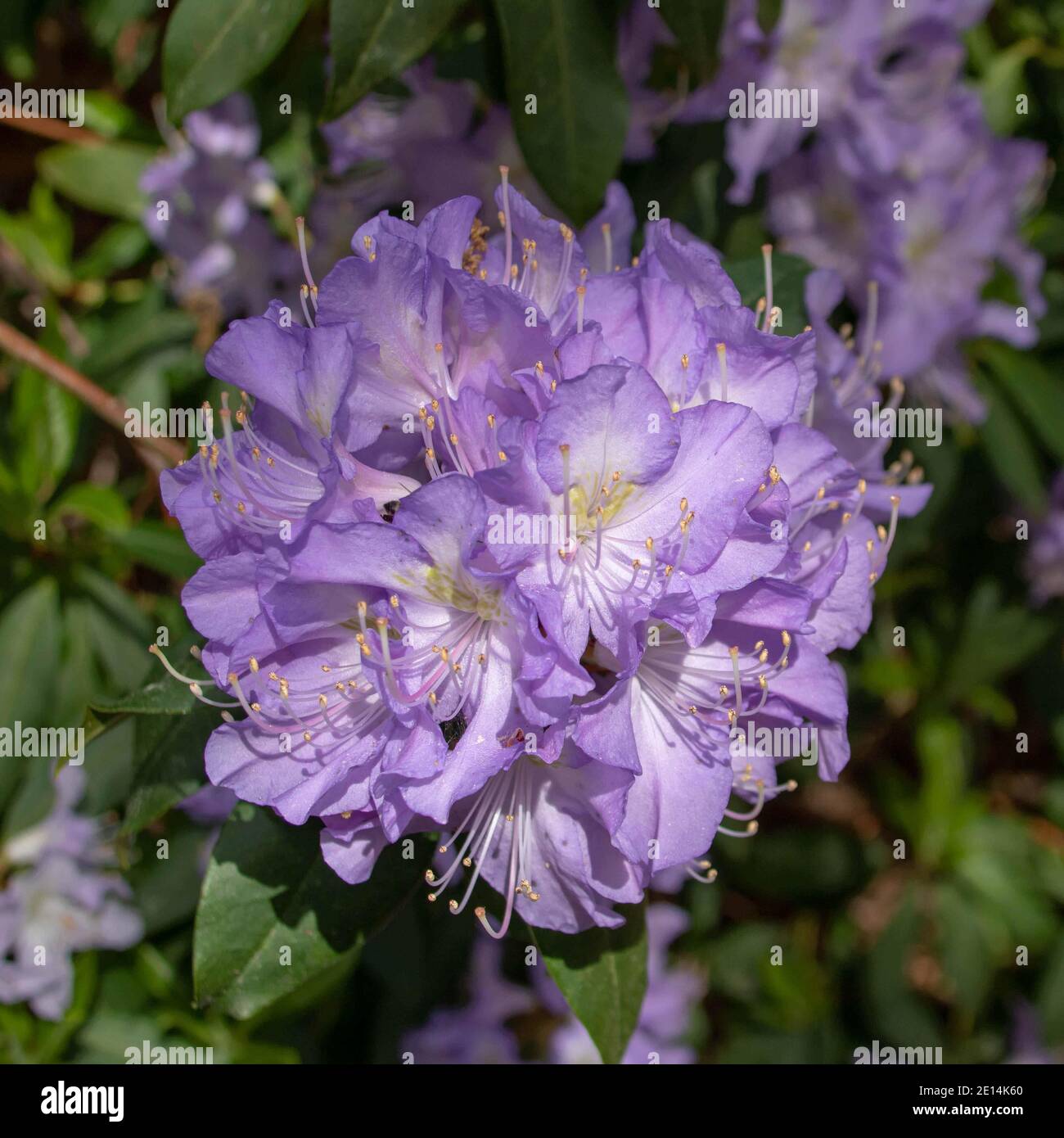 pretty purple flowers of the rhododendron Stock Photo