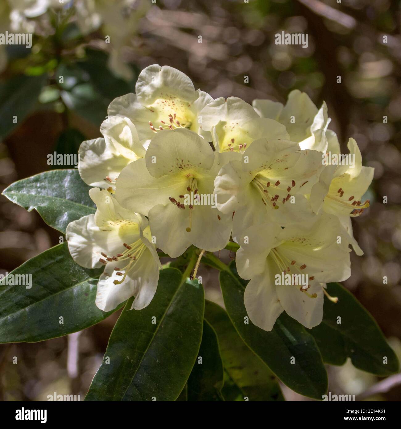 pretty pale yellow flowers of the rhododendron Stock Photo