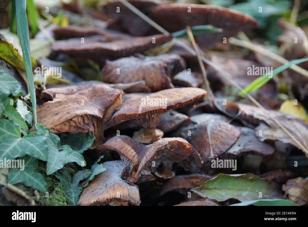Mushrooms during autumn in the Netherlands Stock Photo Alamy
