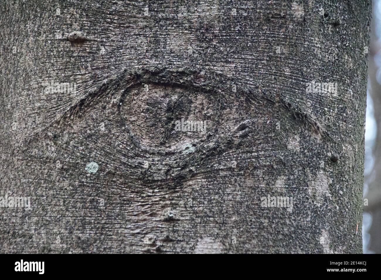 Tree with an eye in a Dutch forest during winter. Stock Photo
