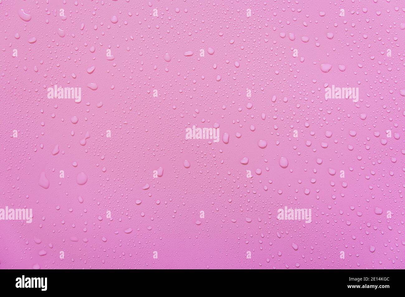 Water droplets on a pink background. For as a background drop on the ...