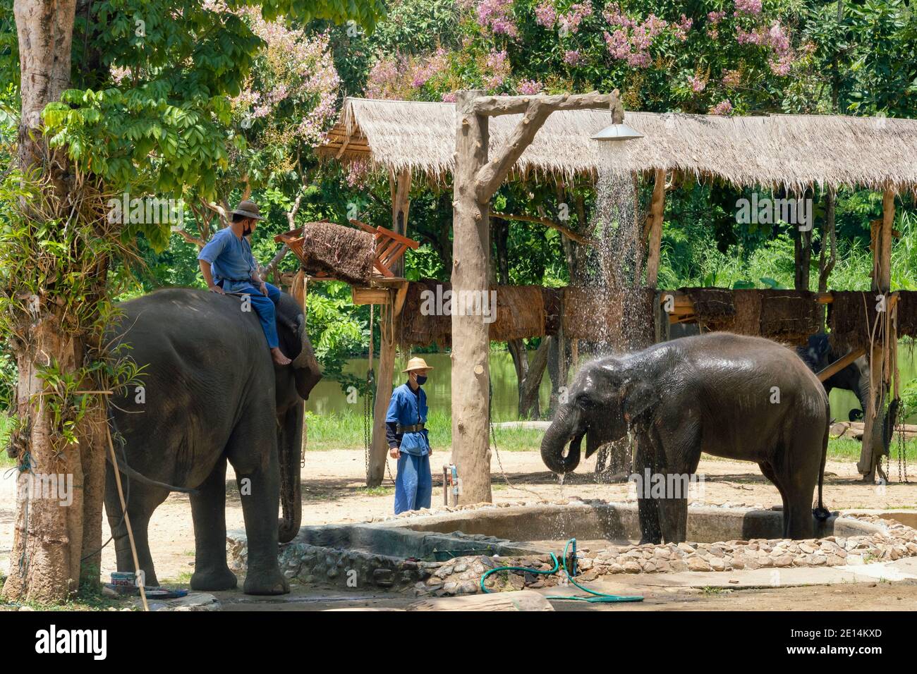 Lampang, Thailand - December 16, 2020 : asian elephant baby learning to take a shower to show the tourist in elephant school at Thai Elephant Conserva Stock Photo