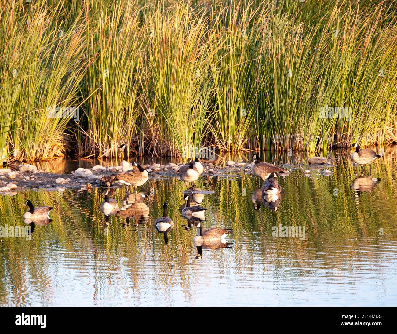 Canada Geese at Cornerstone Park/Railroad Lake, Henderson, NV. Stock Photo