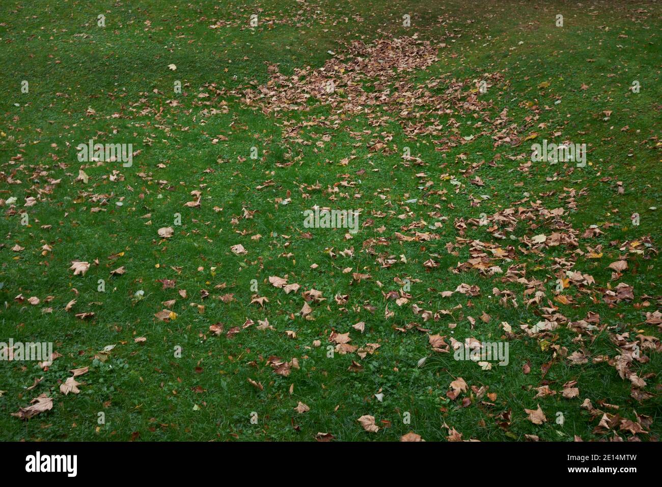 Auf einer gruenen Rasenflaeche liebt braunes Herbstlaub, das zentralperspektivisch nach hinten auslaeuft Stock Photo
