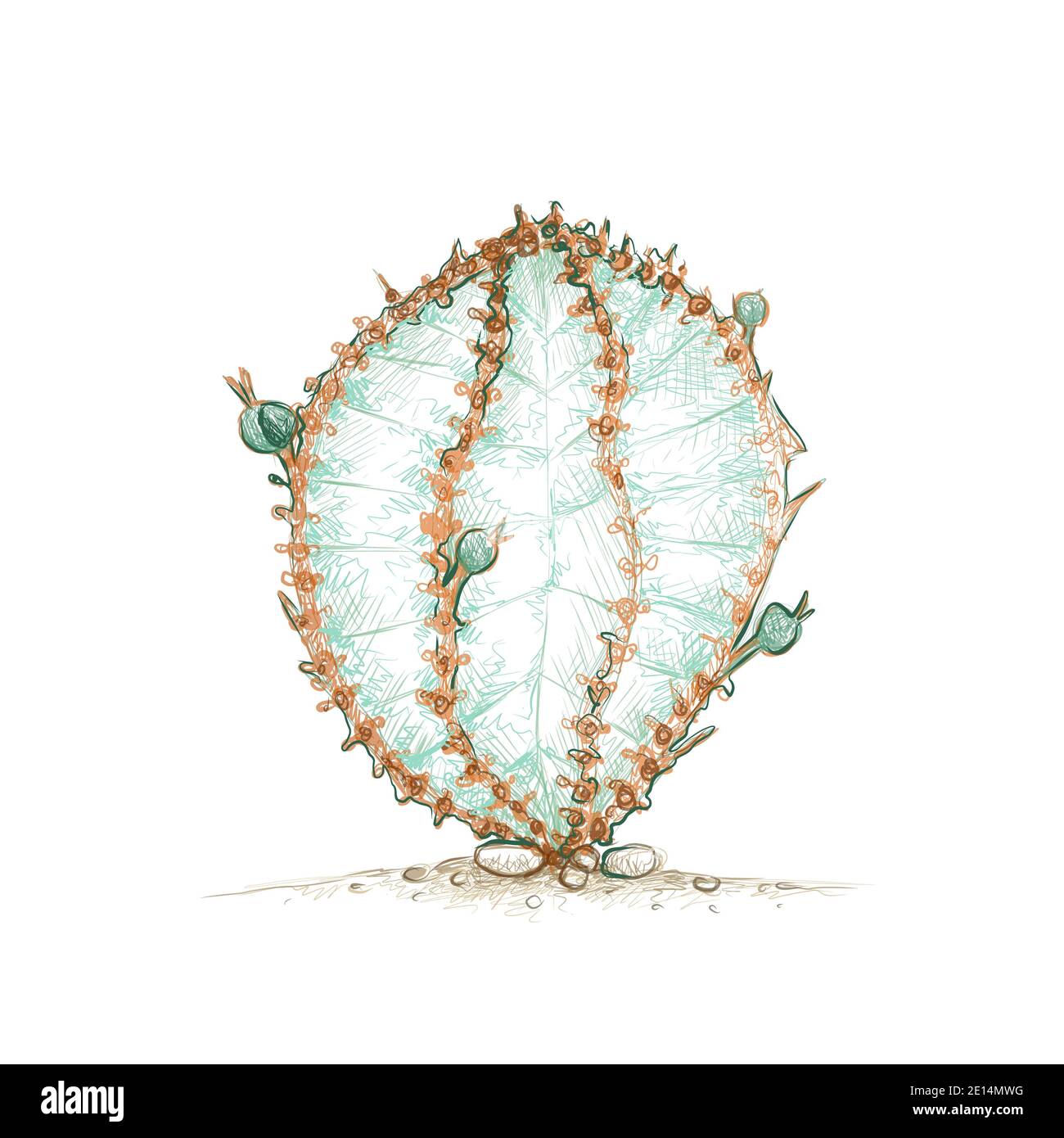 Illustration Hand Drawn Sketch of Euphorbia Polygona, African Milk Barrel or Snowflake Cactus Plant. A Succulent Plants with Sharp Thorns for Garden D Stock Photo