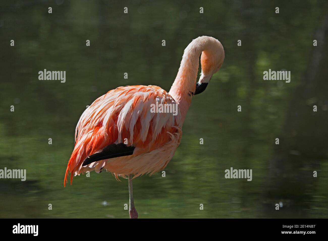 Characteristic Of The Flamingo, Its Splendidly Colored Pink Plumage And The Effortless Standing On One Foot Stock Photo