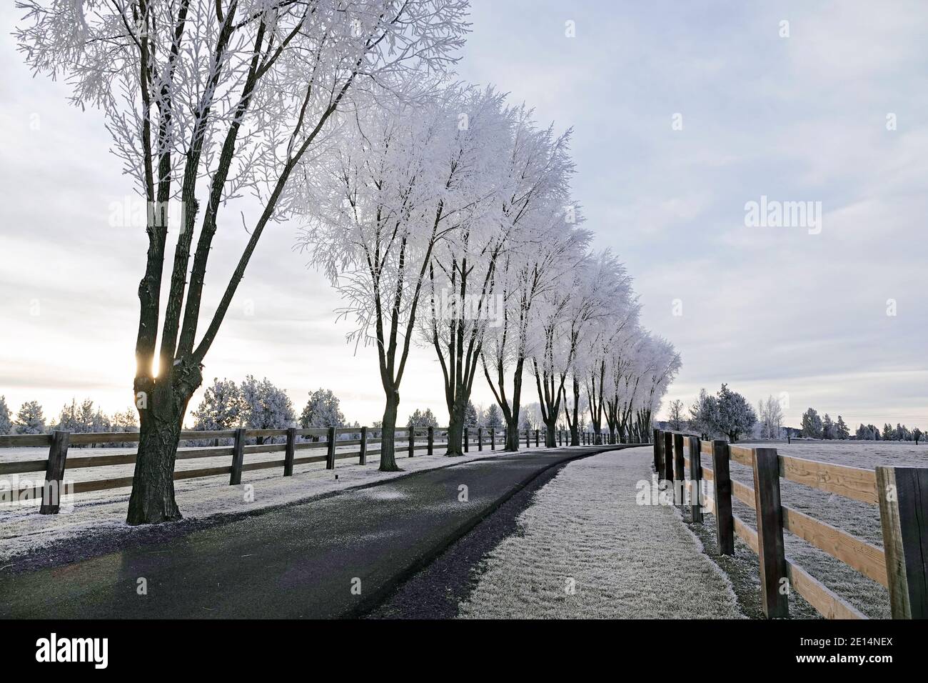 Willow trees lining a country lane covered with frost on an icy December morning in central Oregon. Stock Photo
