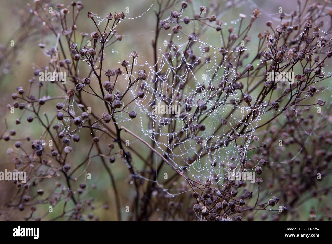 Dew droplets hang like jewels on a spider’s web on a frosty, misty morning Stock Photo