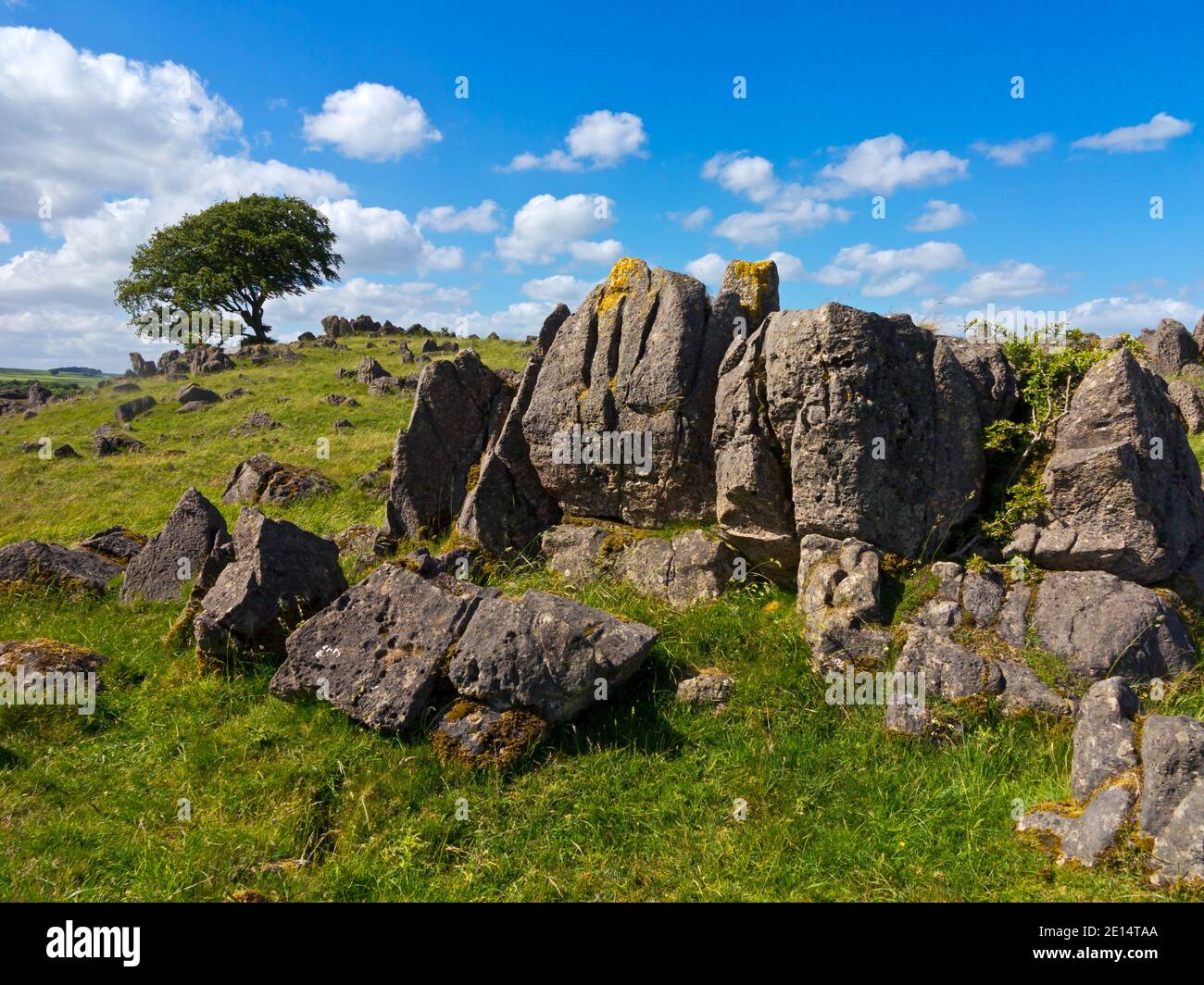 Limestone rocks and tree at Roystone Rocks near Parwich in the Peak District National Park Derbyshire Dales England UK Stock Photo