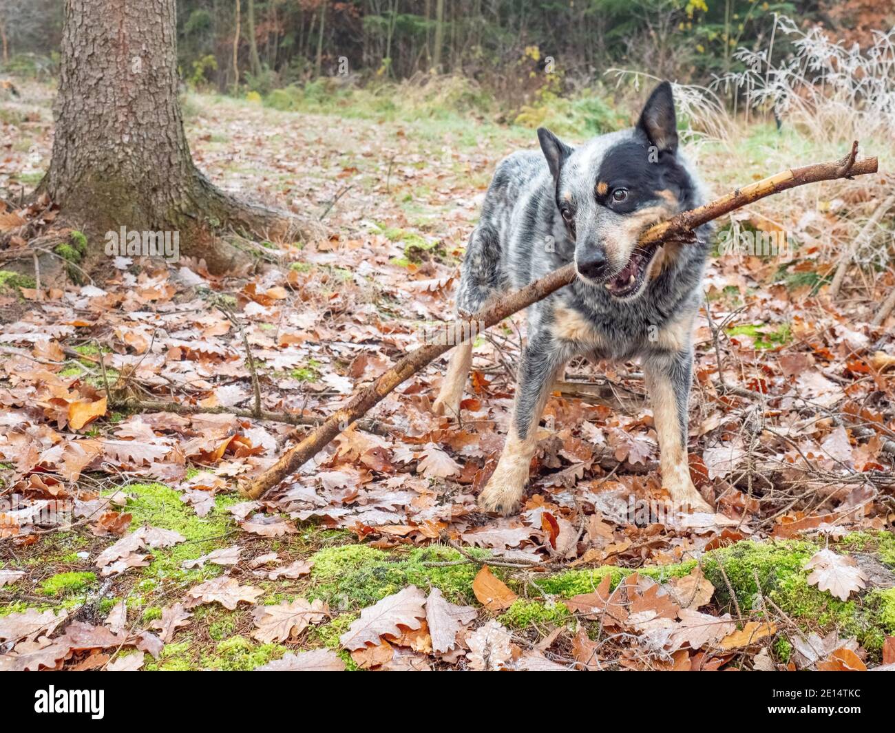 Australian dog loves games and fooling around with human friends. Blue