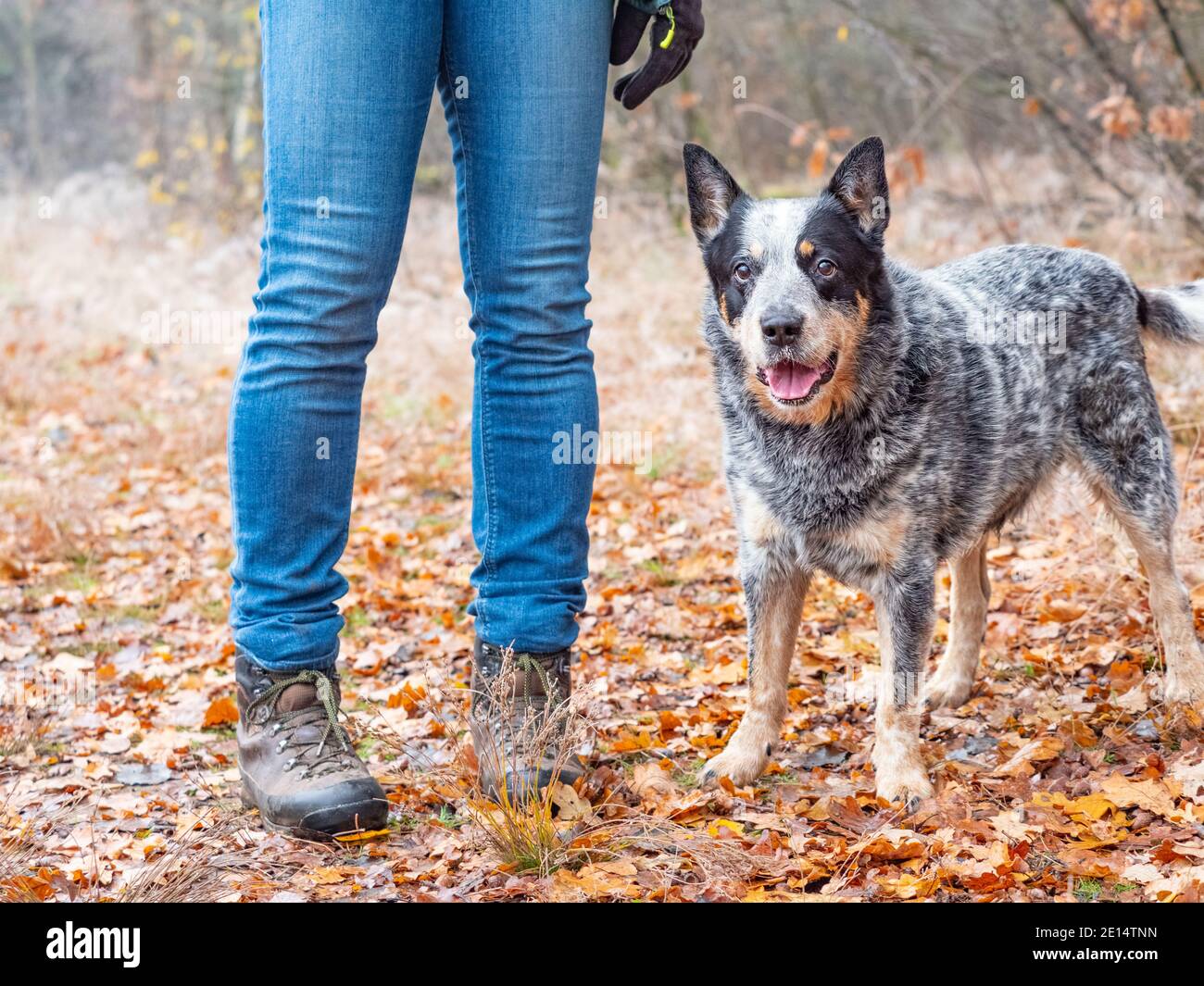 Man blue heeler cattle dog hi-res stock photography and images - Alamy