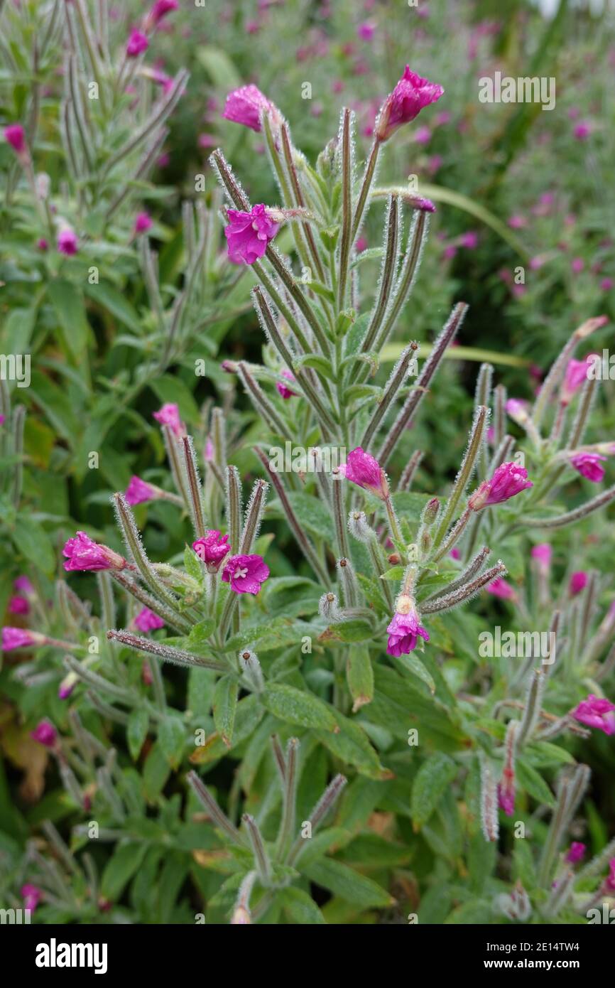 Great Willowherb (Epilobium hirsutum) - plant Stock Photo