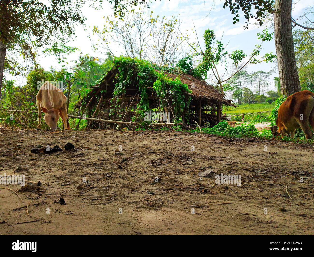 beautiful nature landscape or beautiful forest. conceptual village  background or village life nature Stock Photo - Alamy