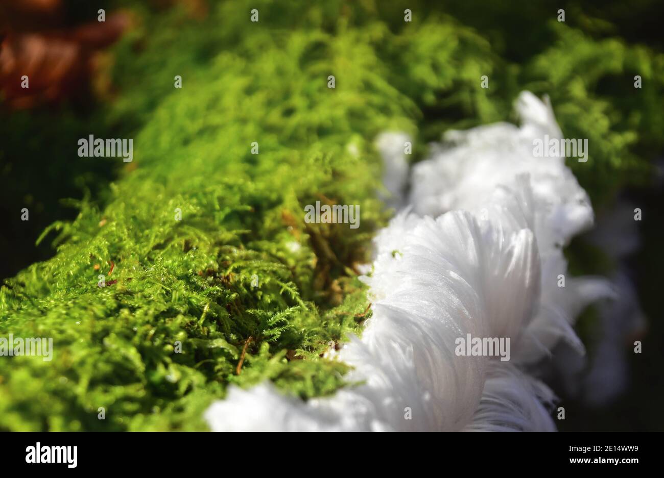 Hair Ice, Ice Wool, Frost Beard, Frost Flowers Stock Photo Alamy
