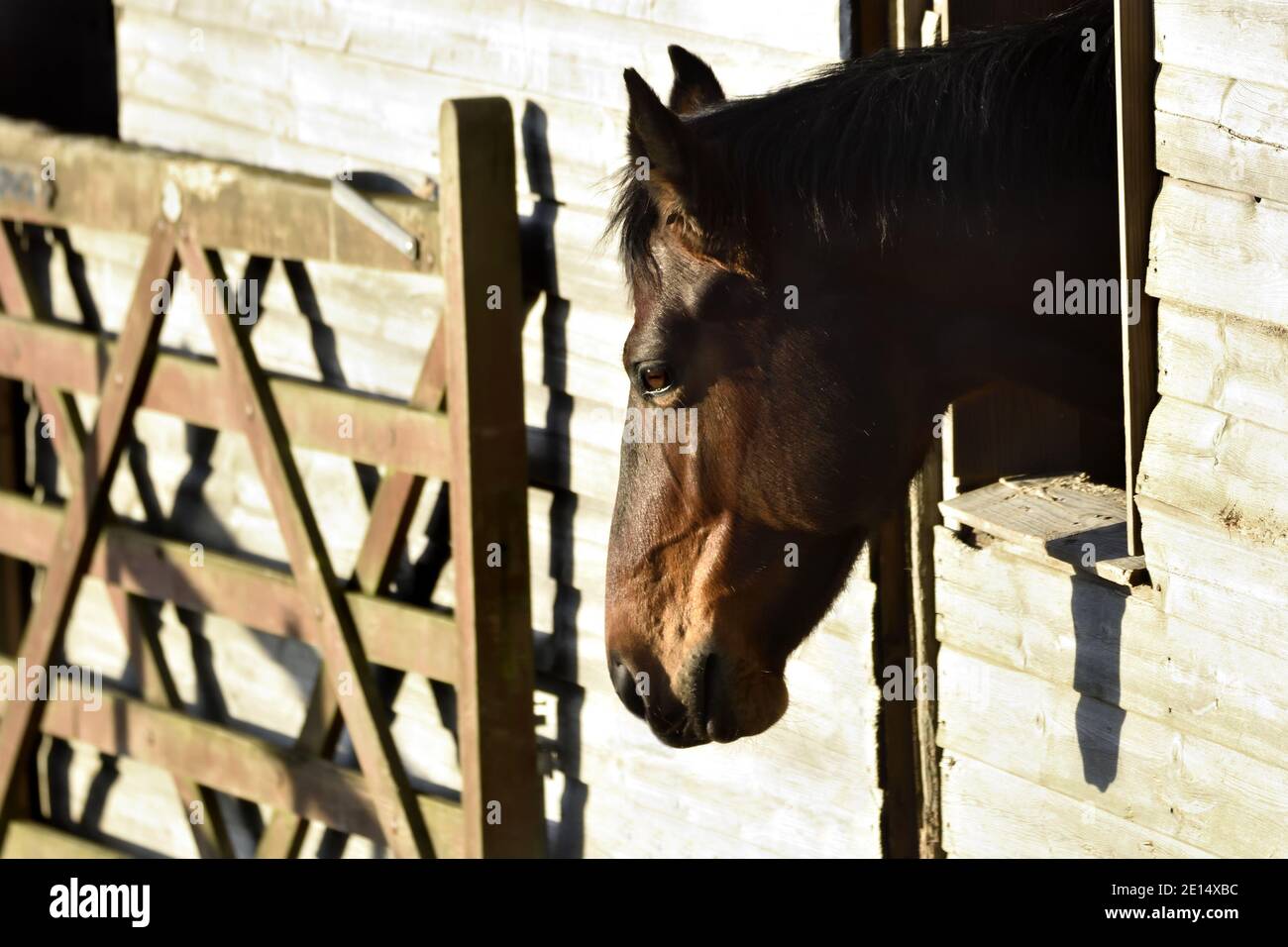 Horse sticking its head out of a window of its stable, Kent, England Stock Photo
