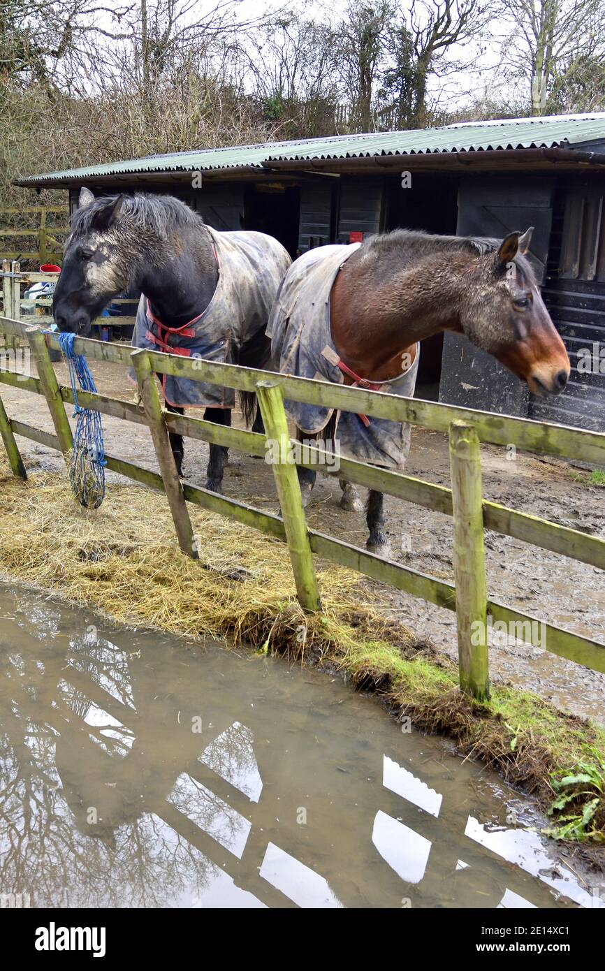 Horses outisd etheir stable on a very wet day, Kent, England December