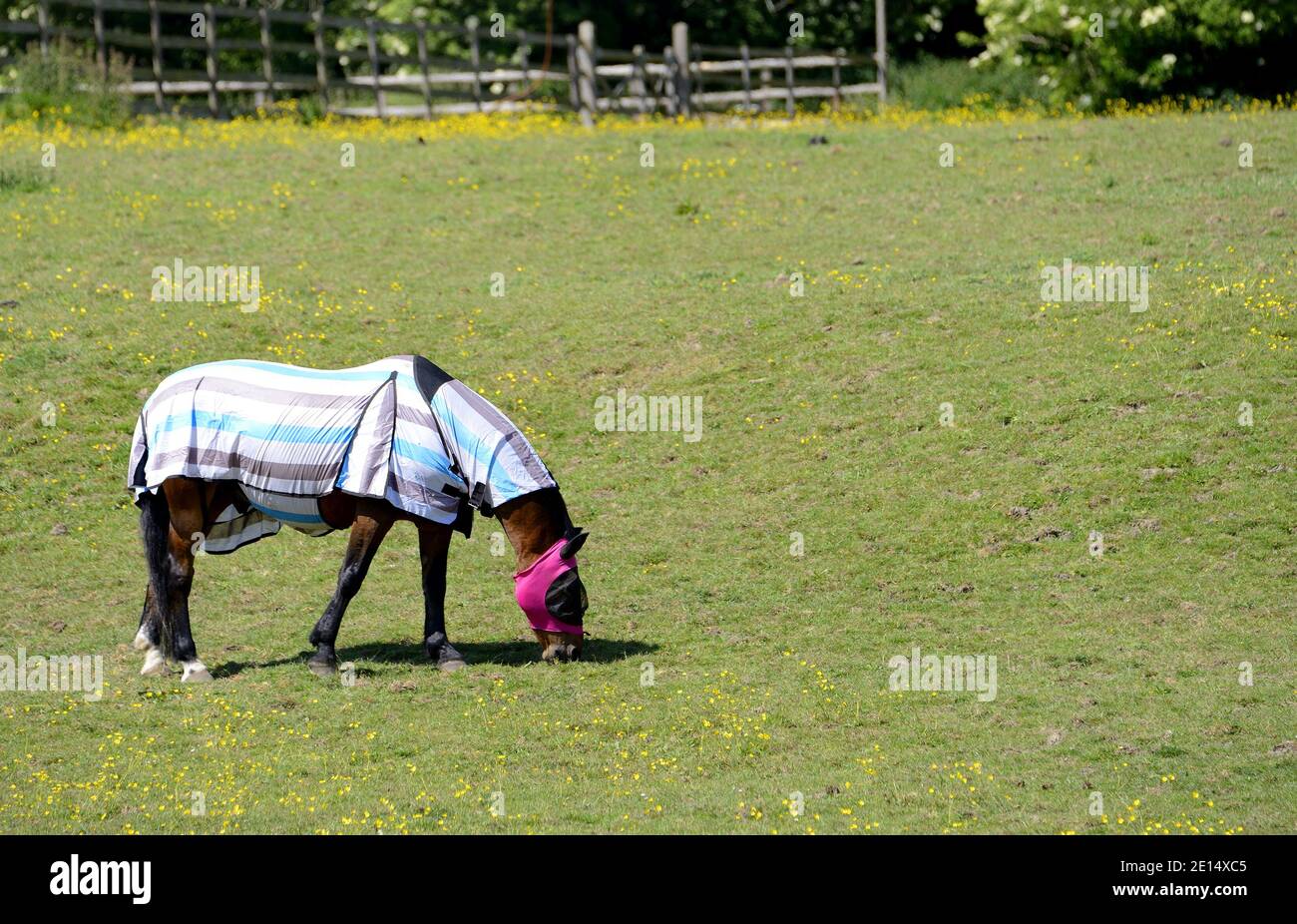 Horse wearing a blanket grazing in a field, Kent, England Stock Photo
