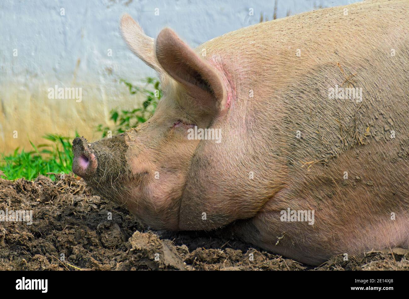 Domestic hog hi-res stock photography and images - Alamy
