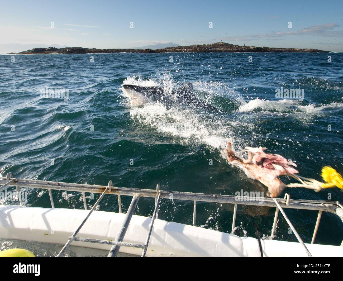 Great white shark feeding Australia Stock Photo - Alamy