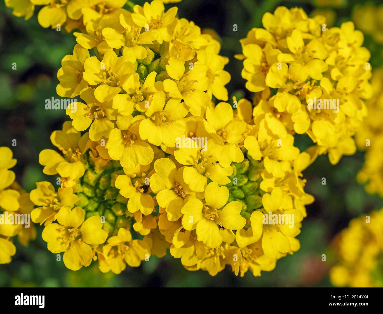 Closeup of yellow flowers and buds of basket-of-gold, Aurinia saxatilis, from above Stock Photo