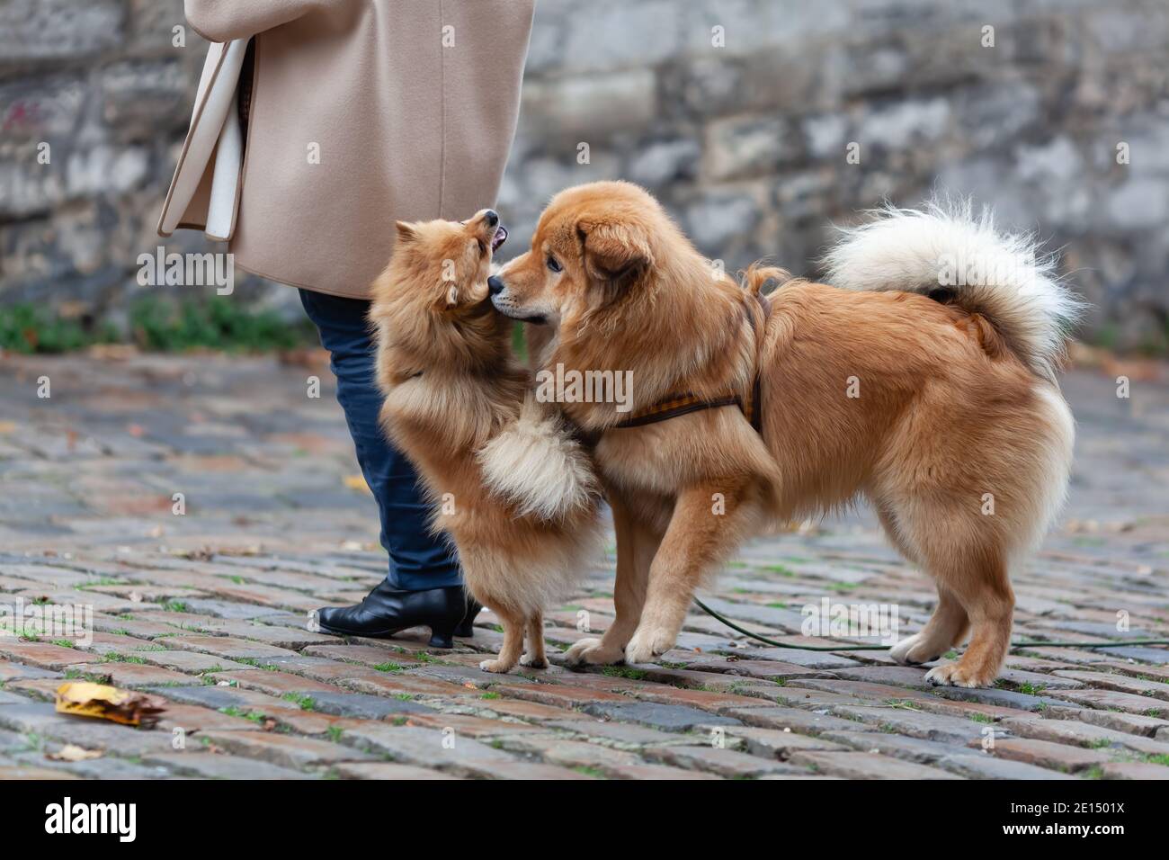 same colored Elo dog and a German Miniature Spitz playing togetheroutdoor Stock Photo