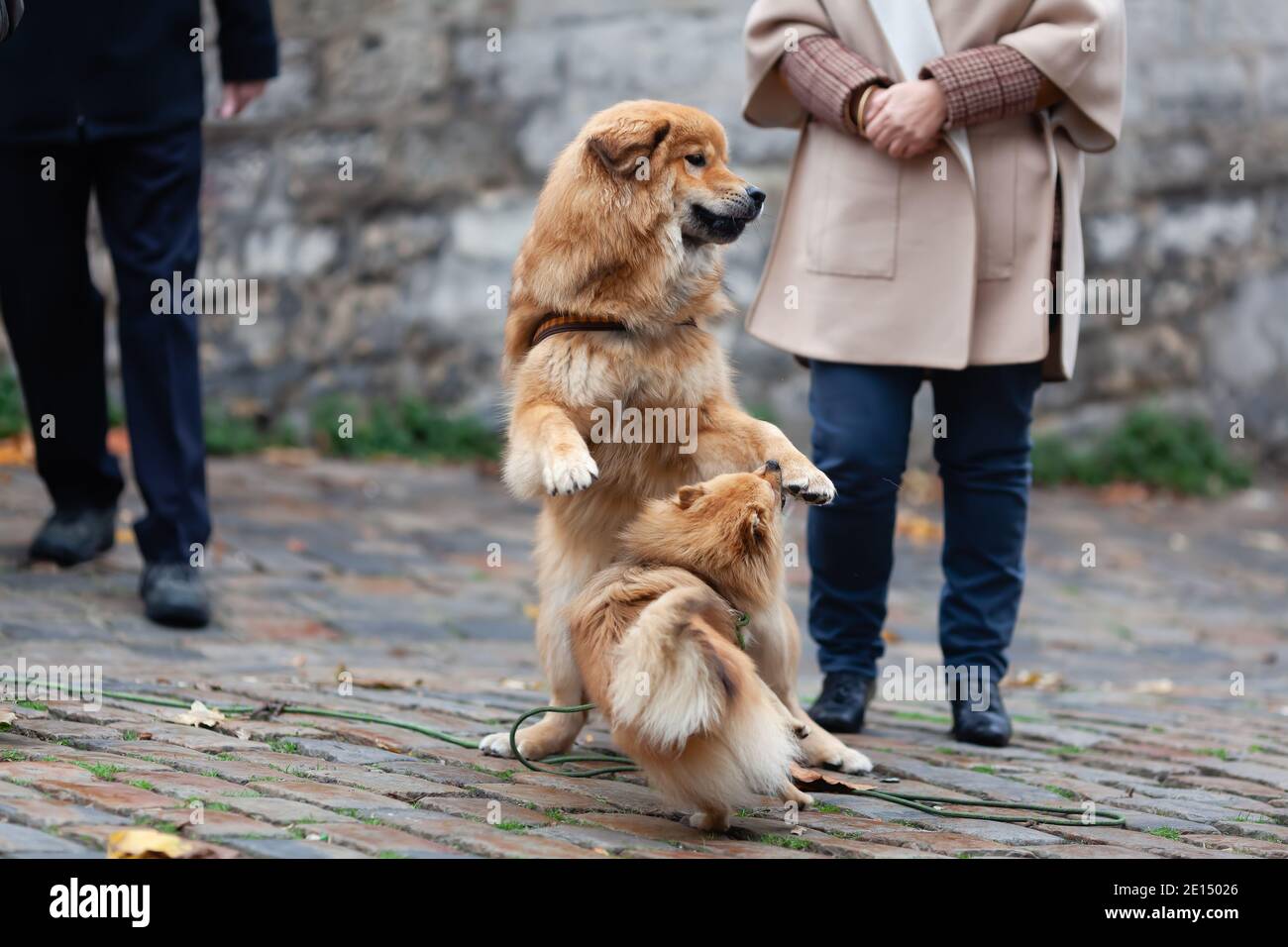 same colored Elo dog and a German Miniature Spitz playing togetheroutdoor Stock Photo