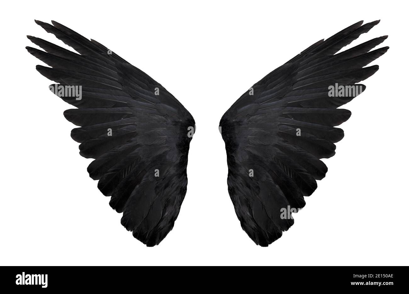two big black raven wings isolated on white background, closeup Stock Photo