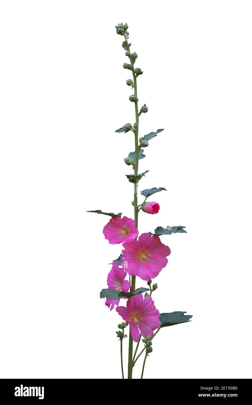 branch of pink mallow flowers isolated on white background Stock Photo ...
