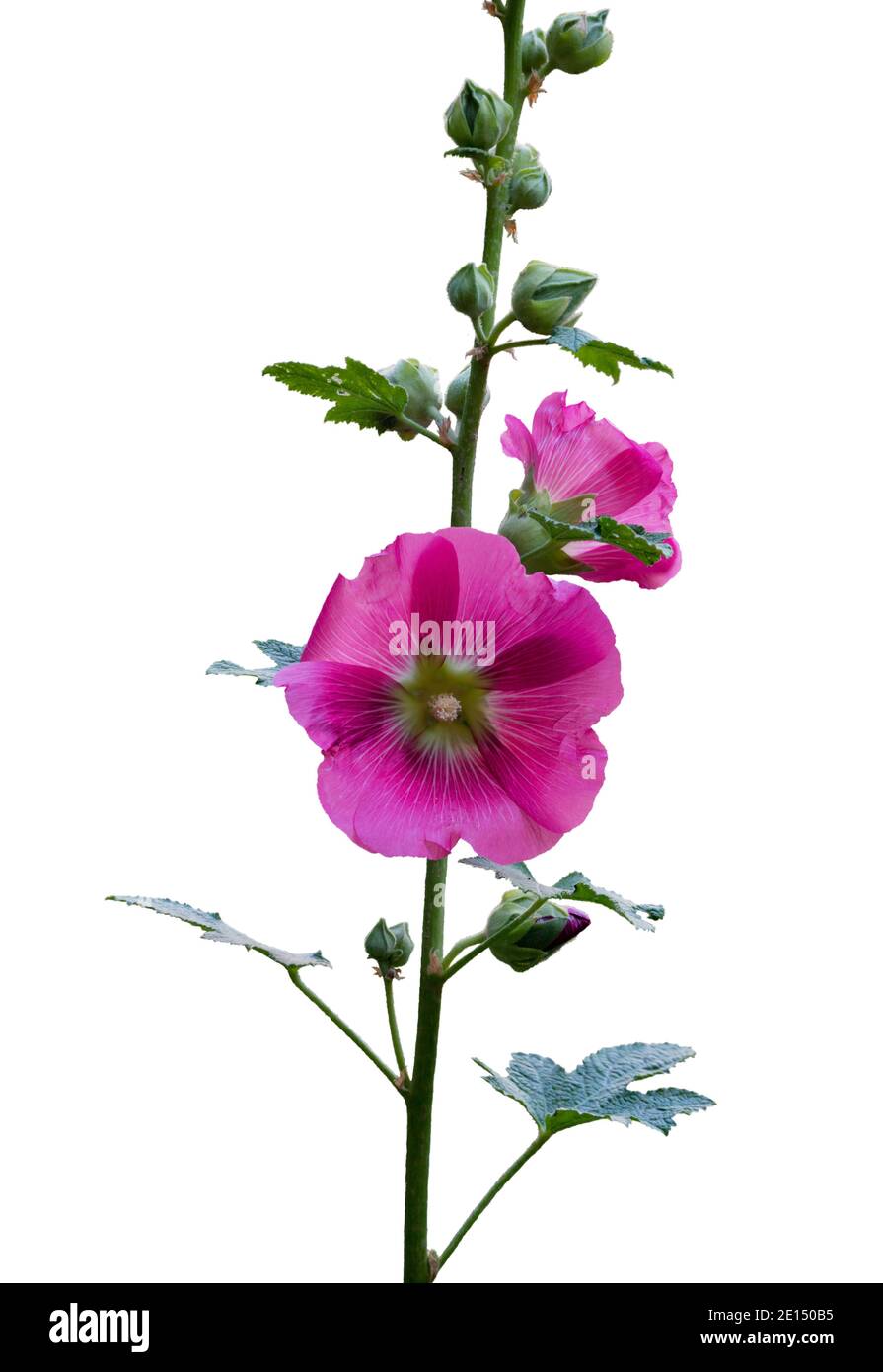 branch of pink mallow flowers isolated on white background Stock Photo ...