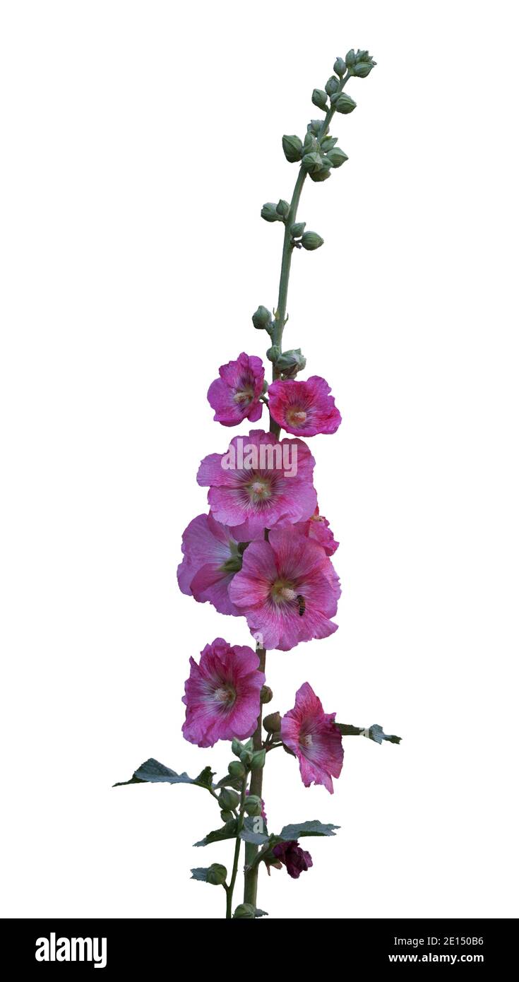 branch of pink mallow flowers isolated on white background Stock Photo ...