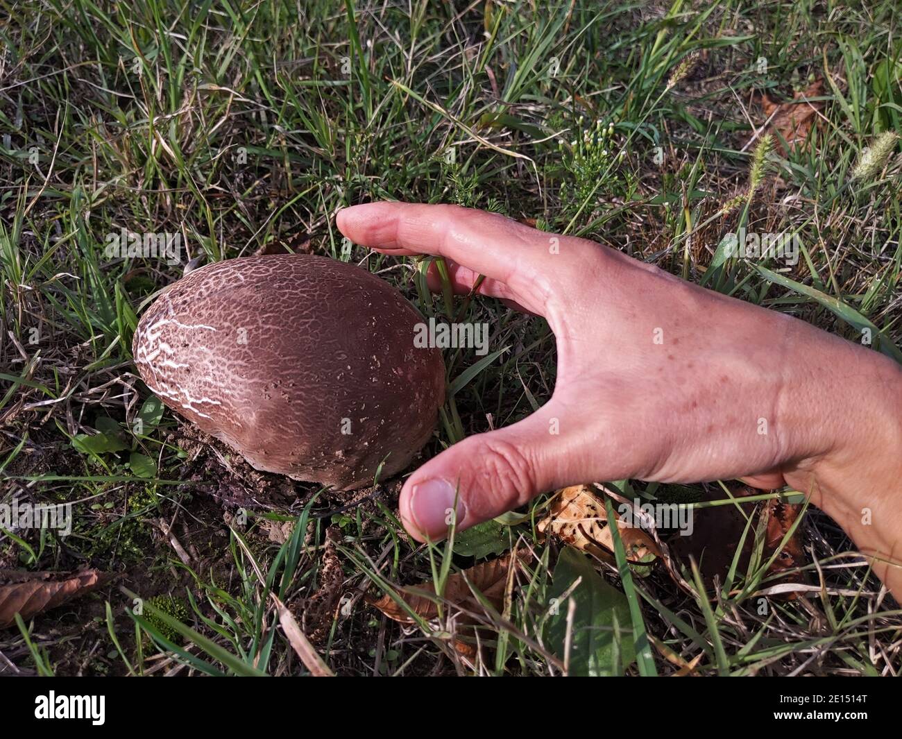 Calvatia gigantea,  giant puffball  mushroom in the grass Stock Photo