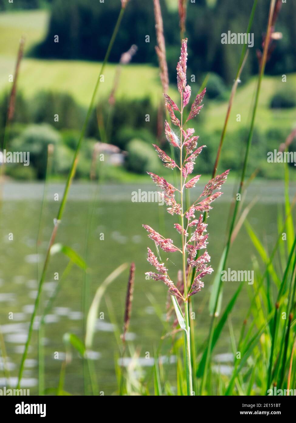 Close-up of a panicle of cane grass (lat: Phalaris arundinacea) on the bank of a small lake in Bavaria / Germany in summer 2020. Stock Photo