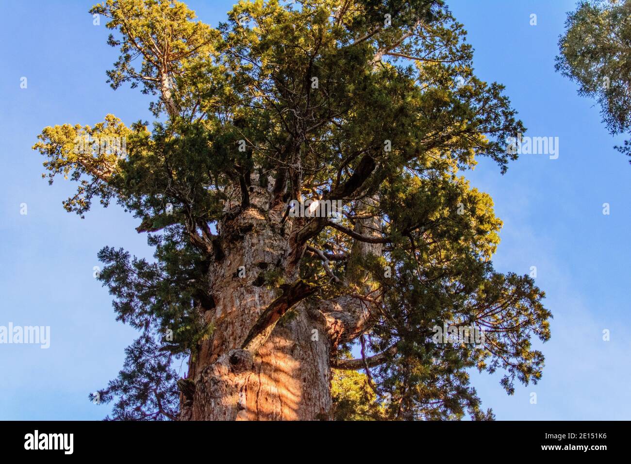 Giant sequoia tree branches hi-res stock photography and images - Alamy