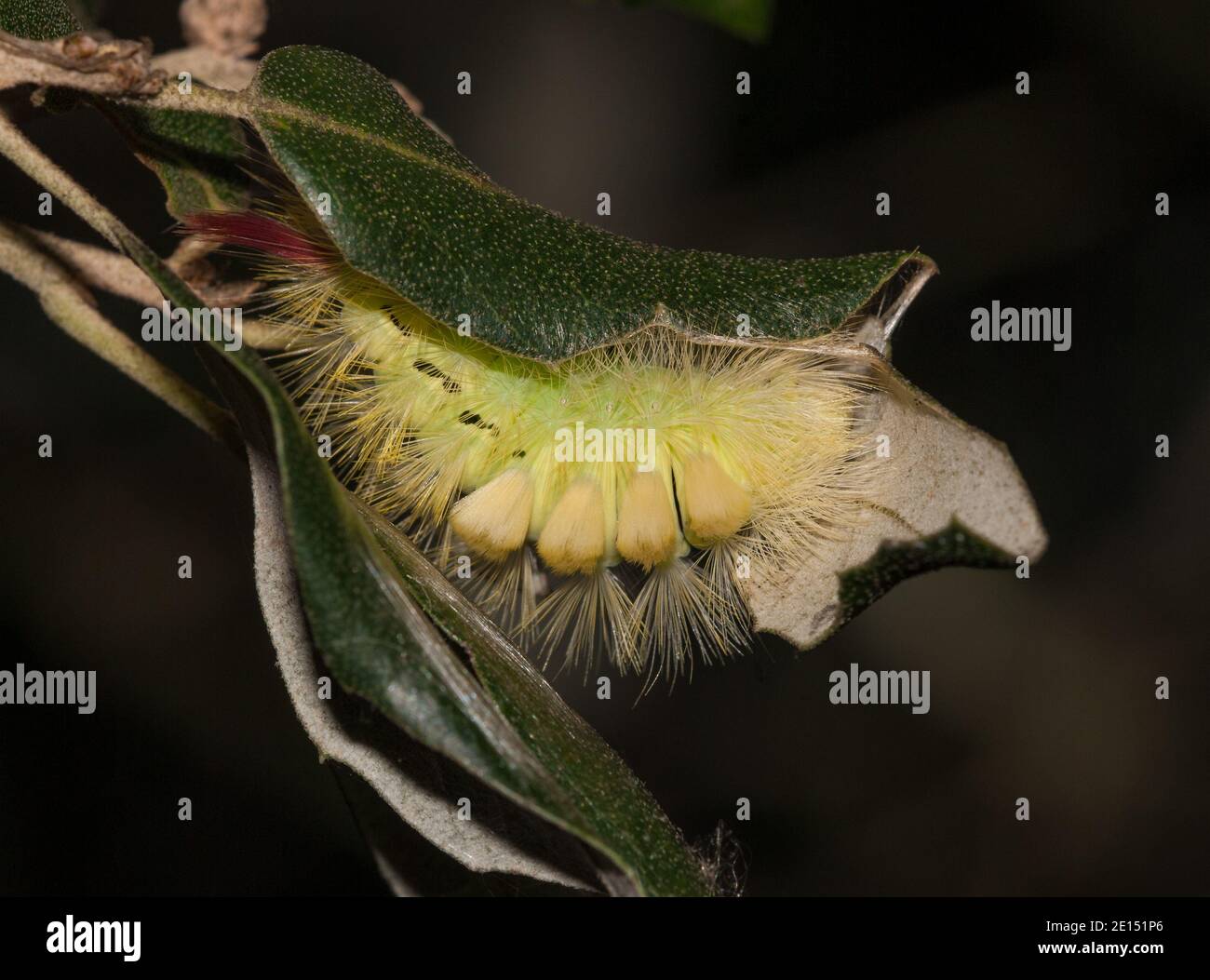 Defoliator insects hi-res stock photography and images - Alamy