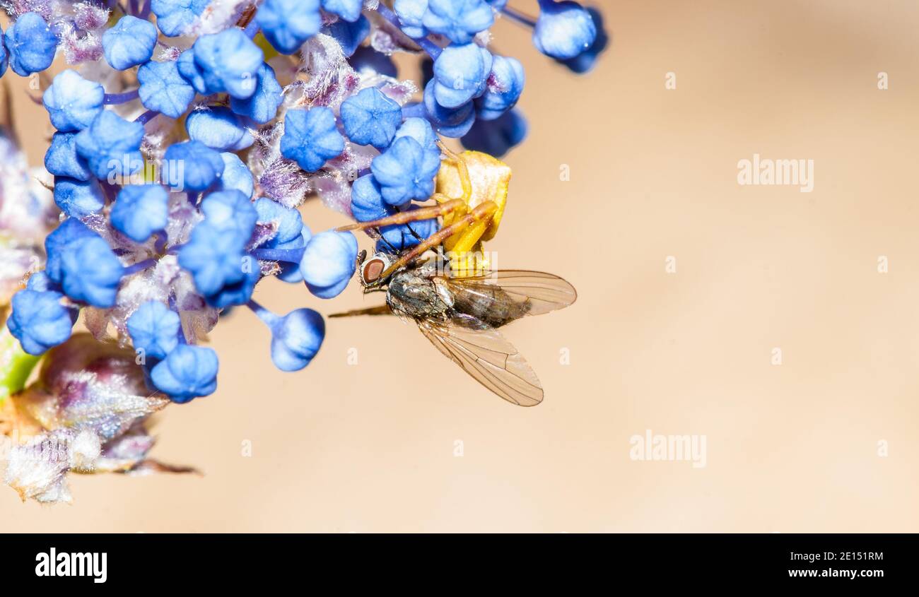 Flower crab spider Misumena vatia catching a fly among Ceanothus flowers Stock Photo