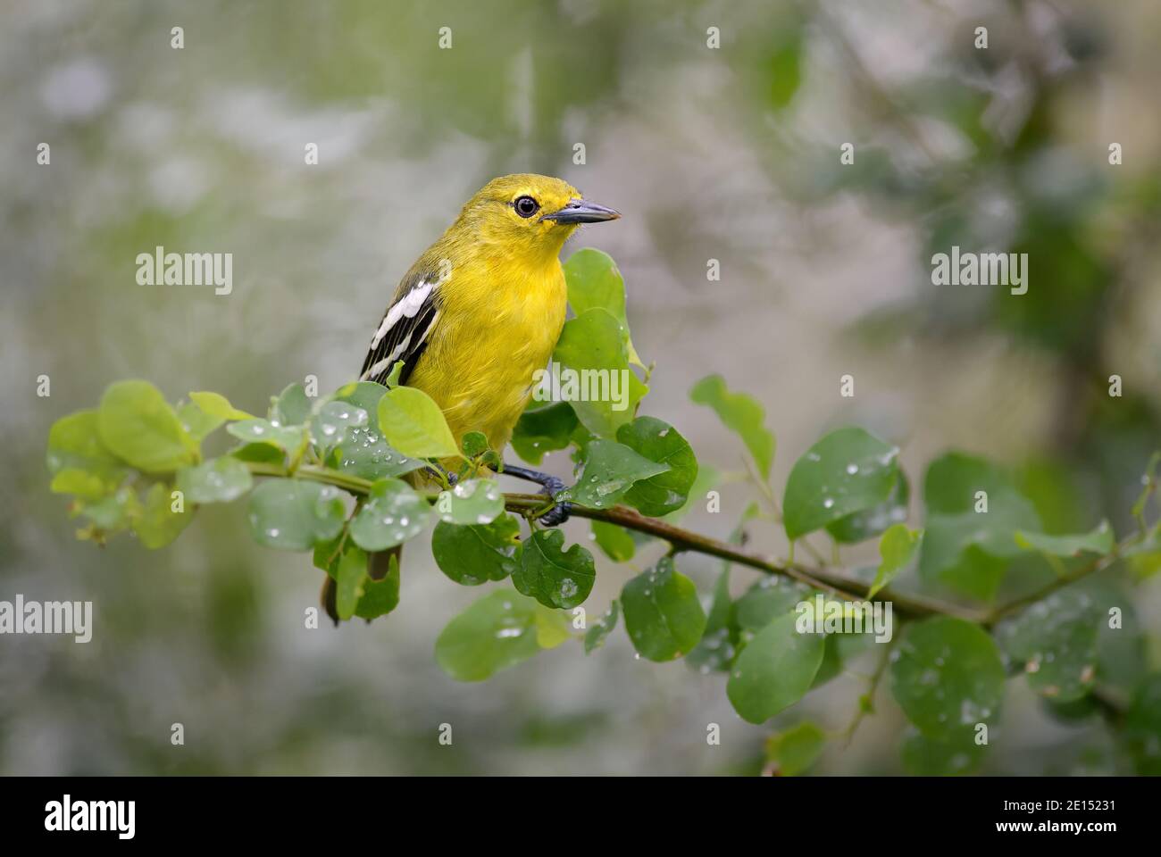 Common Iora - Aegithina tiphia, beautiful colored perching bird from Asian forests and woodlands, Sri Lanka. Stock Photo