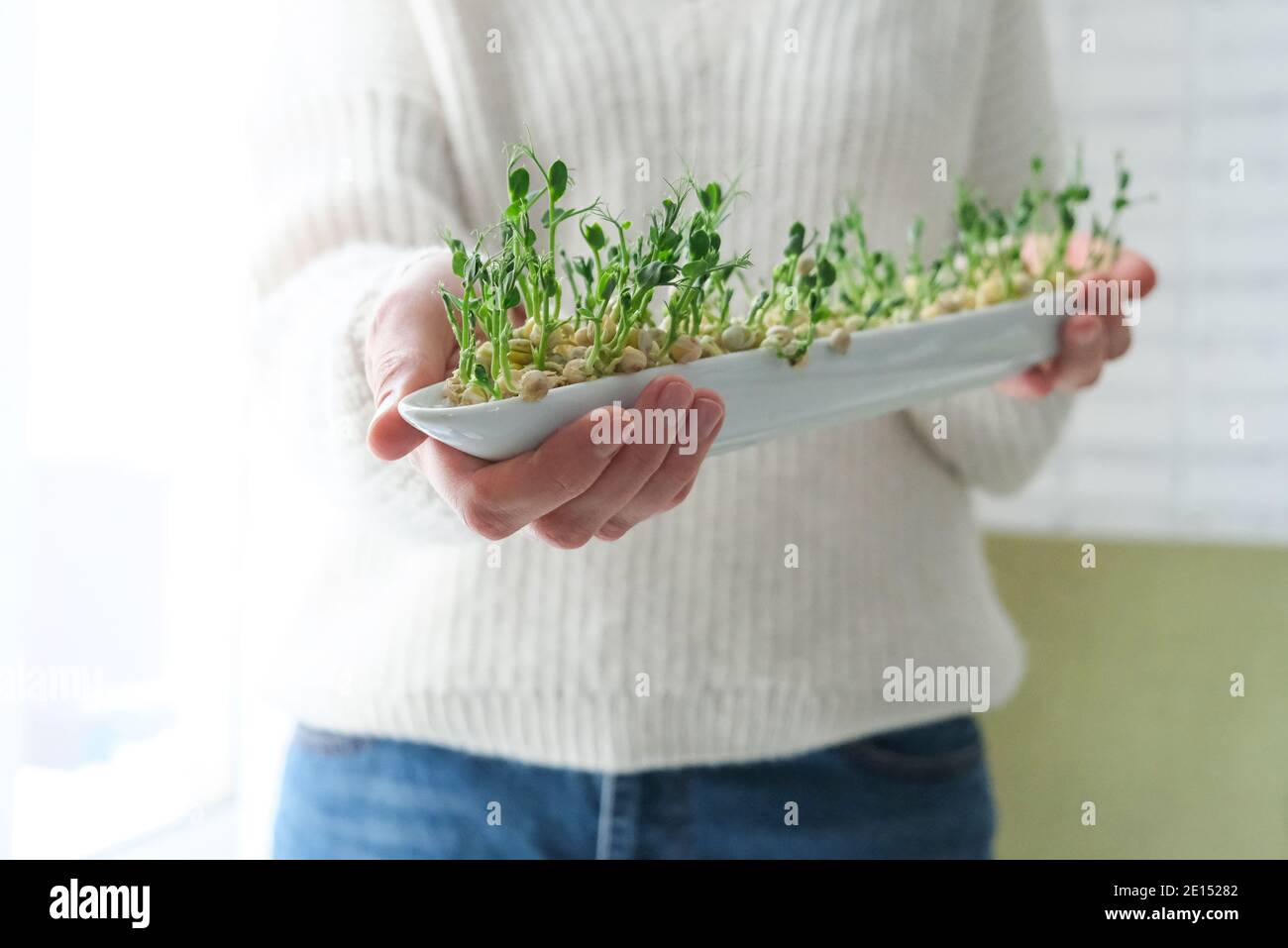 Peas microgreens in woman hands. Earth Day. Seed Germination at home