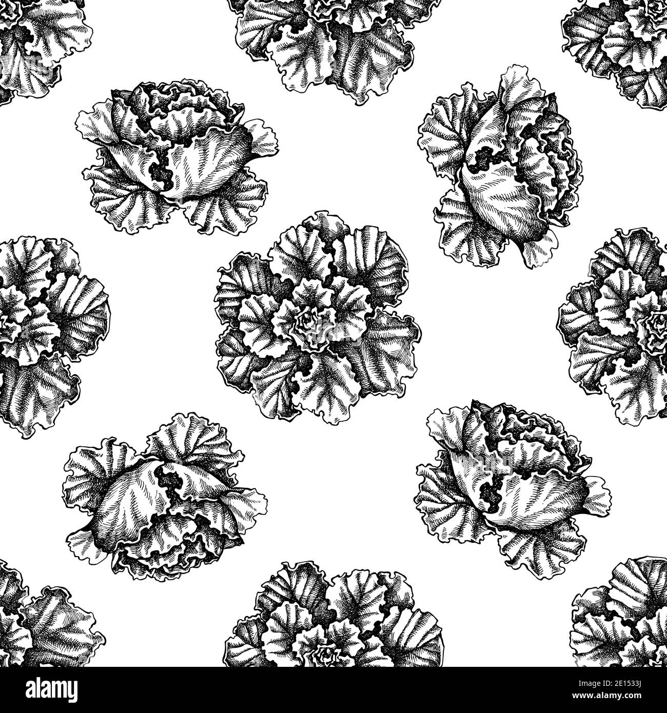 Botanical drawing cabbage hires stock photography and images Alamy